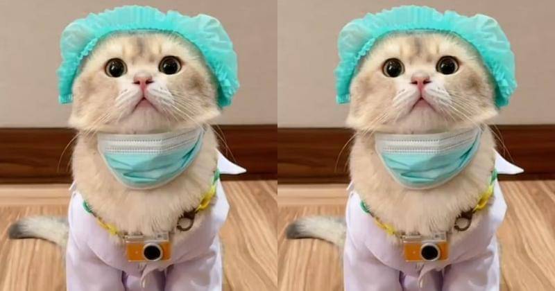 TikTok.com/kiwibritishcat